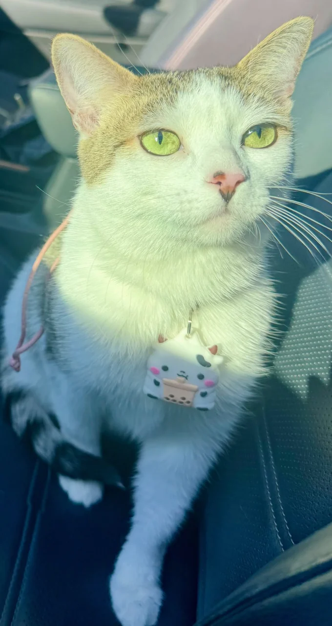 The cat who lives at LiL Dental Hygiene’s home-based location